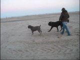 cane corso e mastino napoletano sabbia rossa