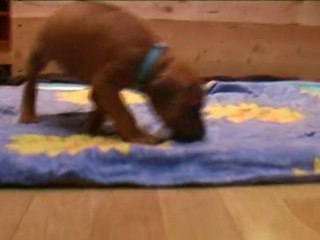 Štěňátko RR - světle modrý obojek