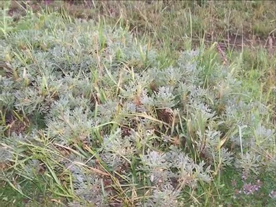 ŞAKIRO BERXE MALA USUBE SEYİDO (DEDELERIMIZIN ANISINA)
