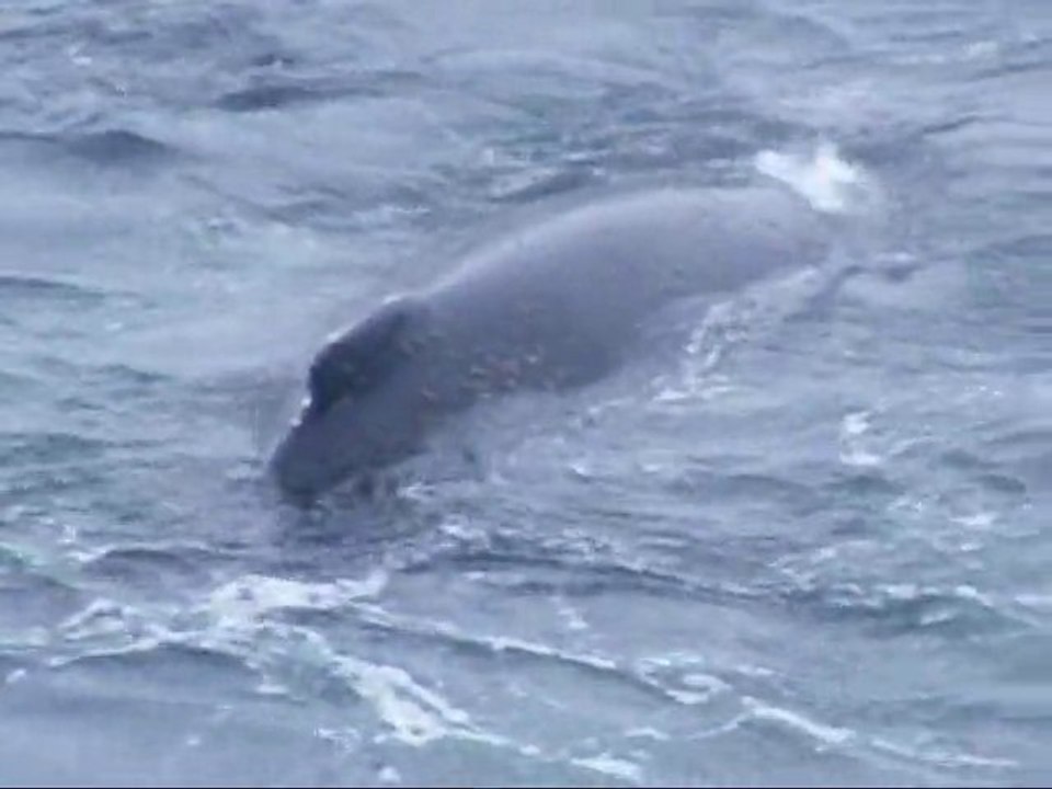 baleine