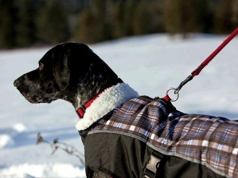 Winter Coats for Dogs | Dog Winter Coats