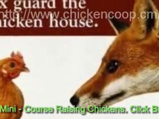 Caring For Backyard Chickens In Winter