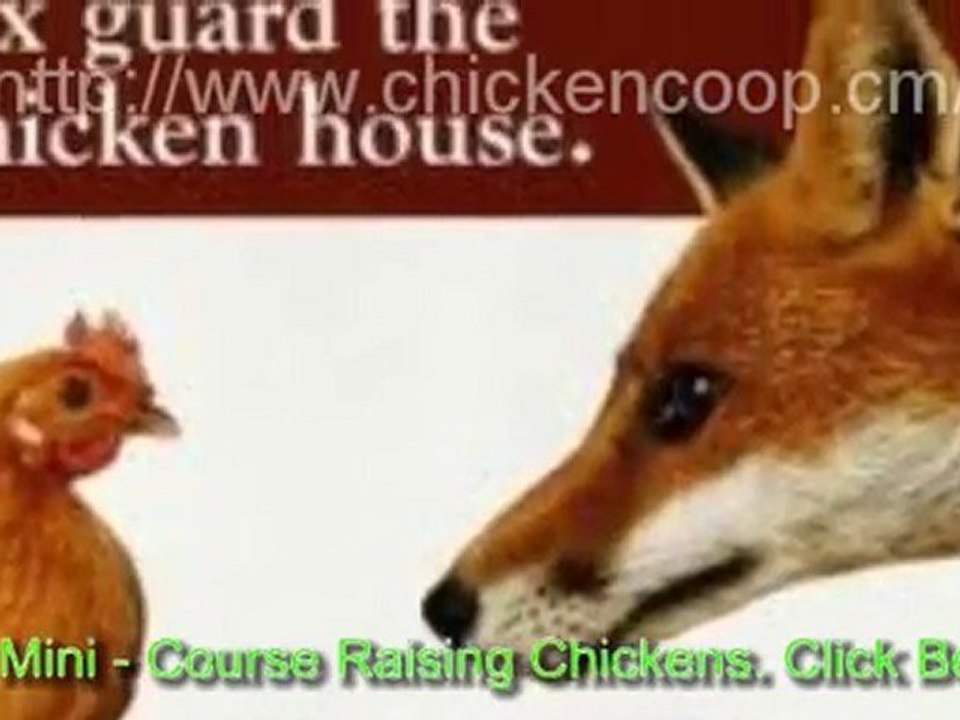 Caring For Backyard Chickens In Winter