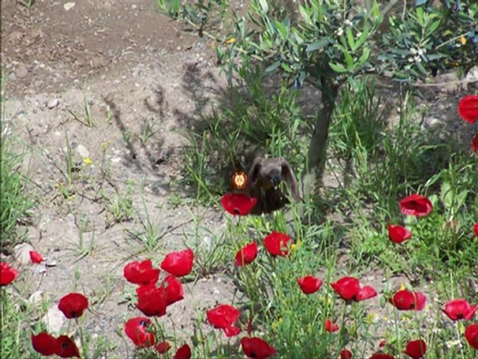 Kıvırcık Ali-Isırgan Otu