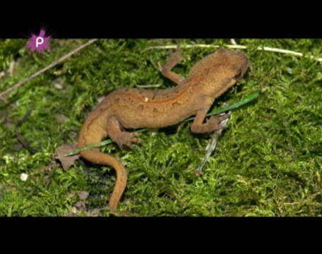 A Moisdon la Rivière, il faut sauver les amphibiens!