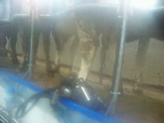 Alaattin Köyü Tarımsal Kalkınma Koop. Merkez Sağım Sis 4