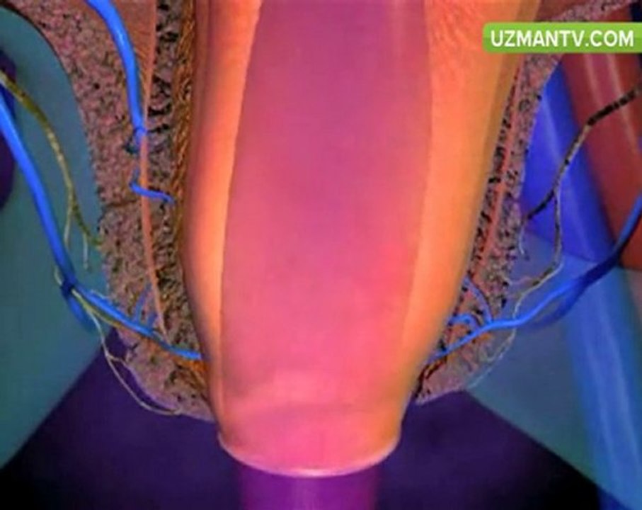Hemoroid (Basur) Hastalığı Nedenleri