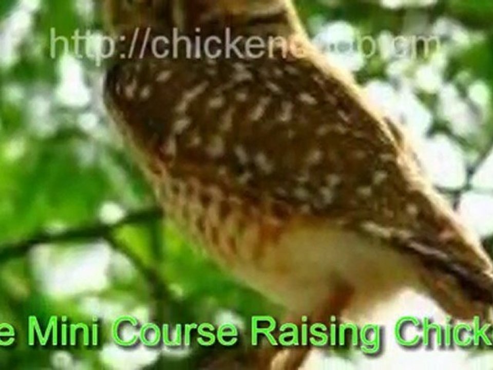 Chicken Care: Four Important Tips