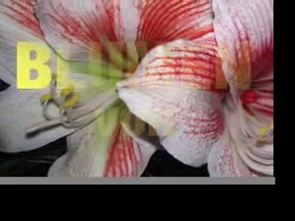 Blumen