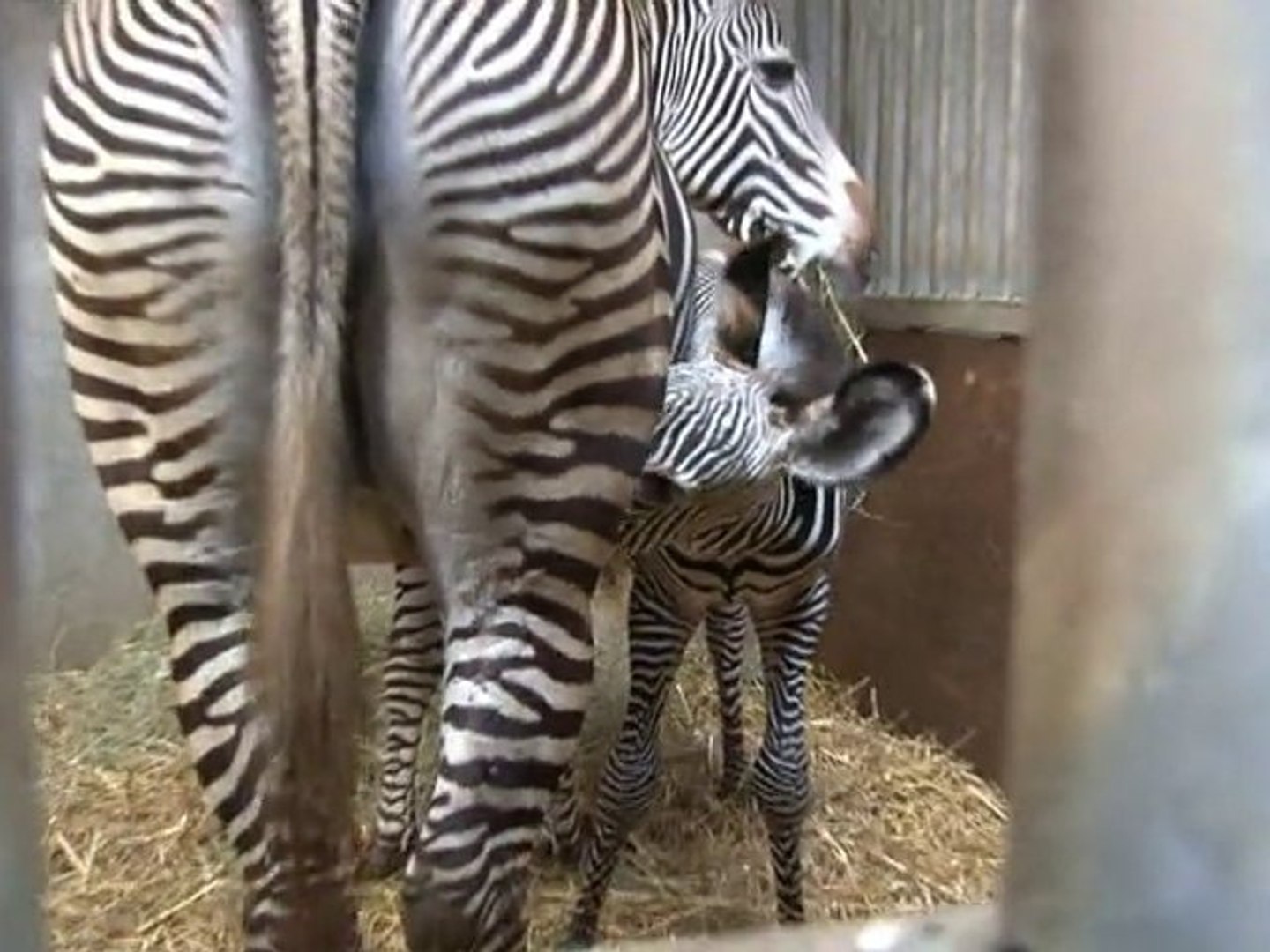 Naissance D Un Zebre De Grevy Video Dailymotion
