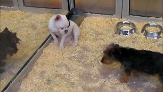playful puppy/ le chiot joueur et le chiot timide