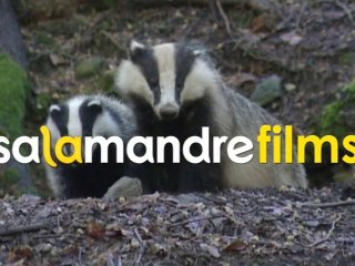 Salamandre Films, des instants privilégiés BA