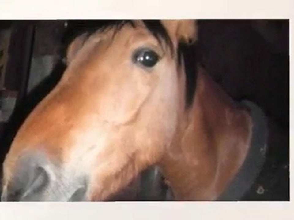 Souvenirs souvenirs .... Poney Club de la Fache de Bray