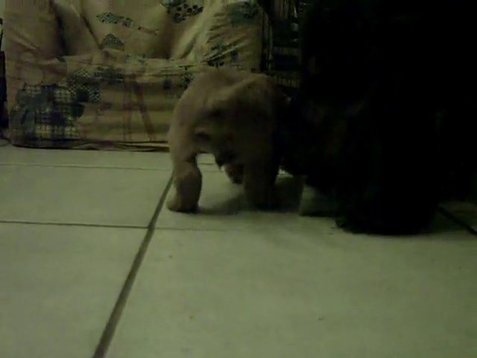 CLIP0044 male gold coco chanel