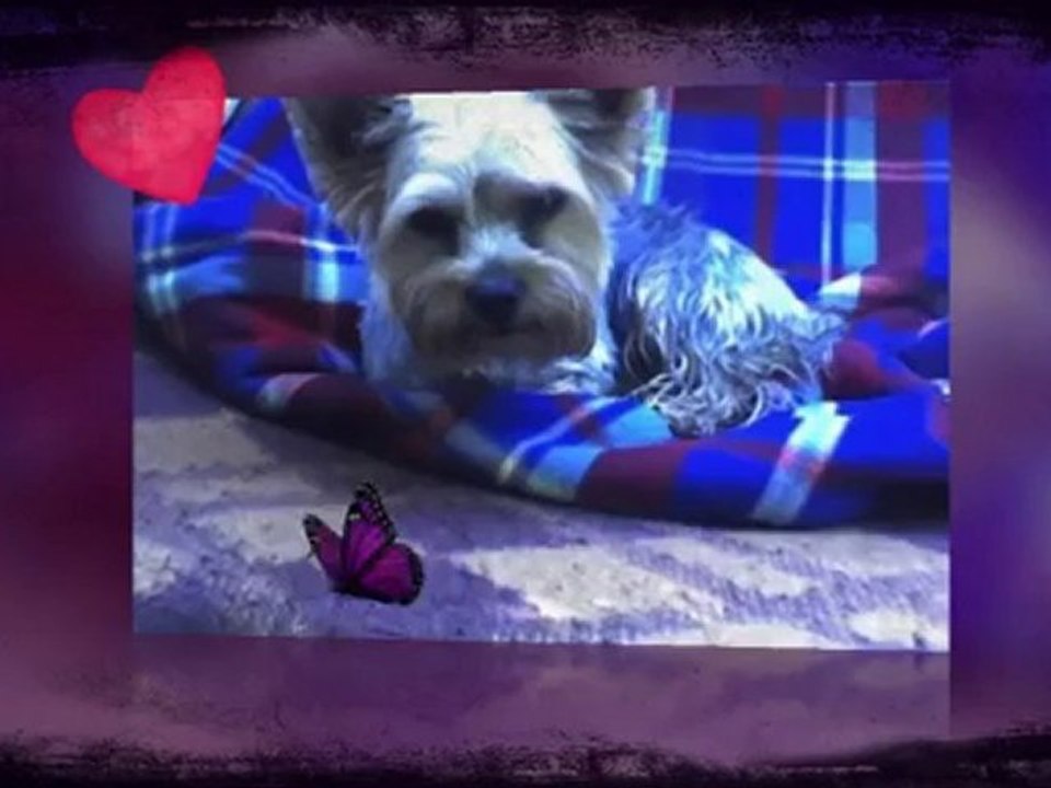 Roky