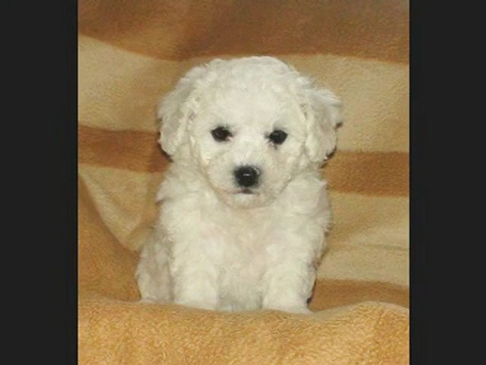 Bichon frise - Welpen - from the House of Dreams