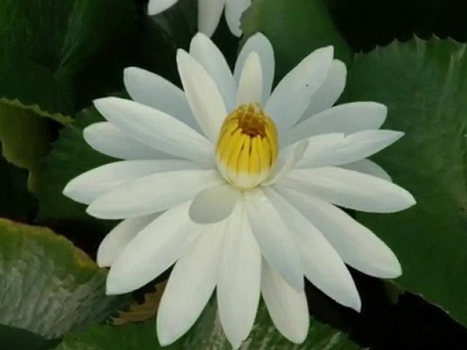 TROPICAL WATER LILIES