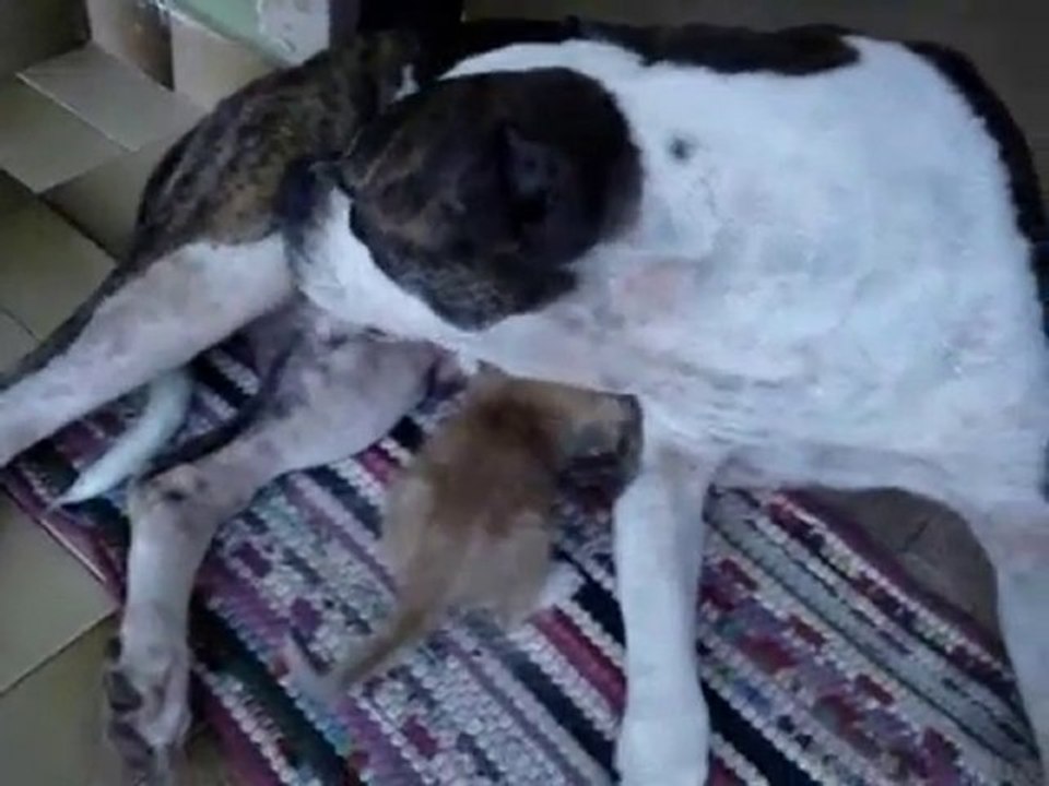 Mamma pitbull adotta gattino