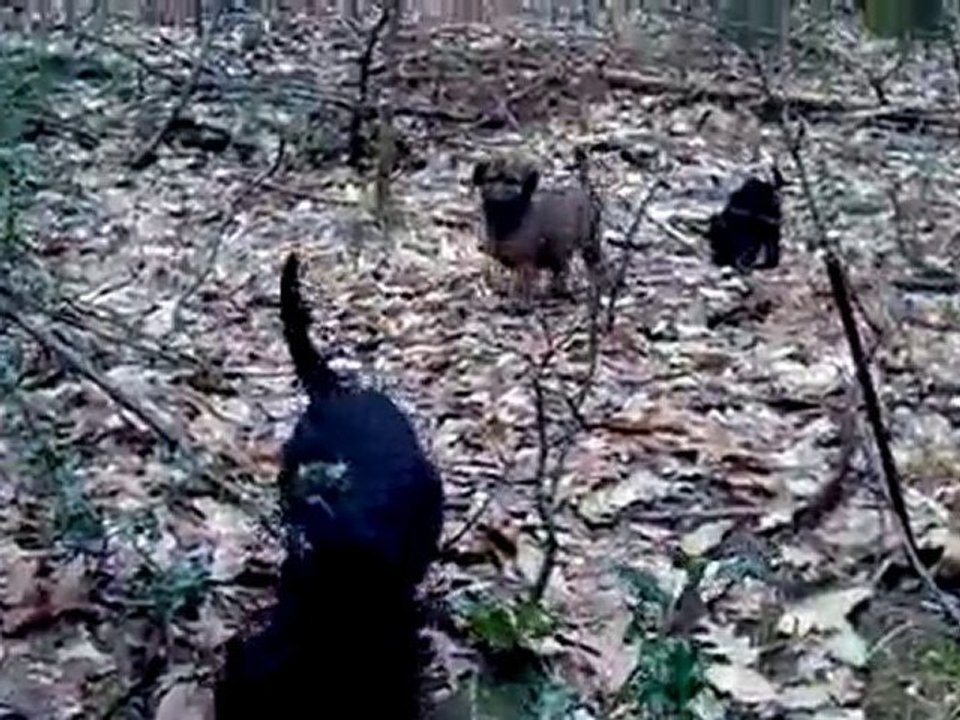 les petits briards 2 mois et demi