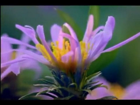 Yahya Bin Muaz (r.a)-Hakiki sevgi nasıldır