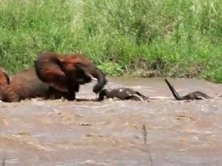 Elephant River Rescue in Tarangire Tanzania Africa