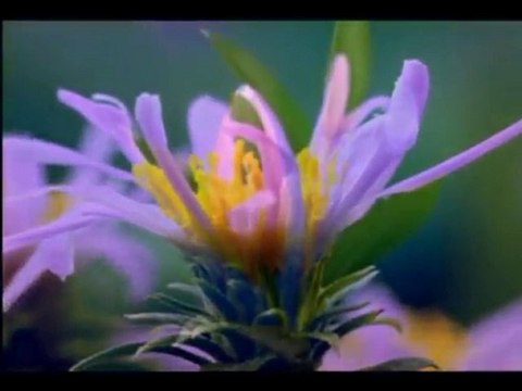 Ali Bin Muhammed-Ey Gafil insan