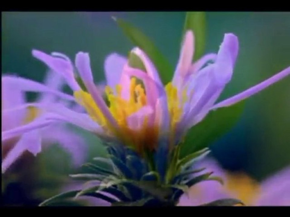 Ali Bin Muhammed-Ey Gafil insan