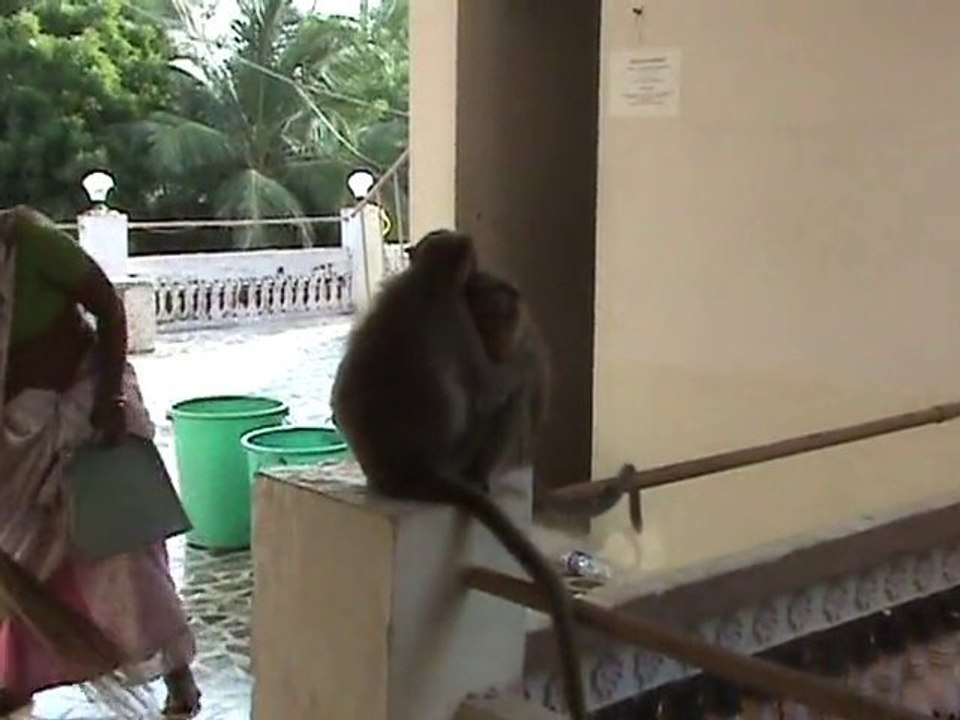 Monkey's diary