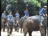 ELEPHANTS  Thaïlande