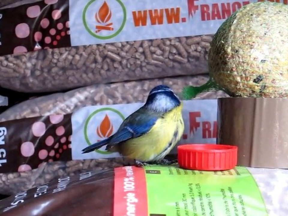 mésange