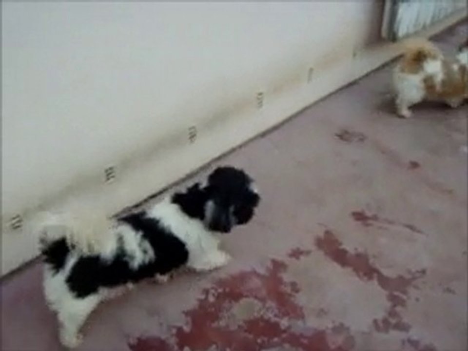 RING CRAKAN SIDDHARTHA SHIH TZU LE RETOUR