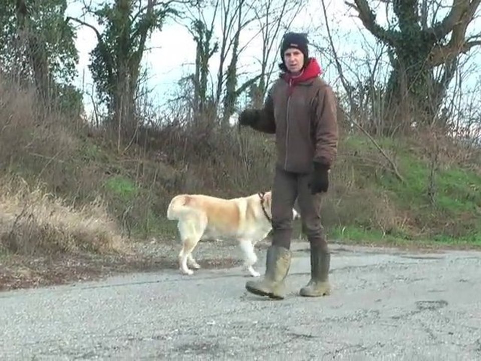 Soleil - Weisser Schäferhund - Mischling