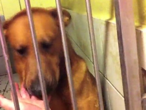 Labrador - Tierheim, Tierschutz Labrador - Bobby