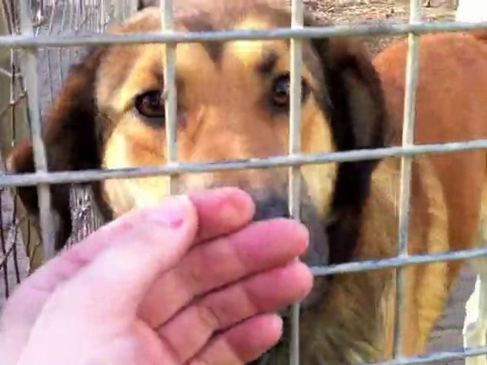 Olaf - Deutscher Schäferhund - Mischling Tierheim, ...