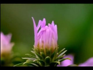 Ebu Hafsı Hadda-Kusuru Kendinde Gör