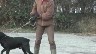 Lajosch (Falco) - Labrador - Retriever