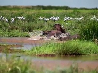 Survivor Safari Tanzania: Zanzibar Ngorongoro Serengeti