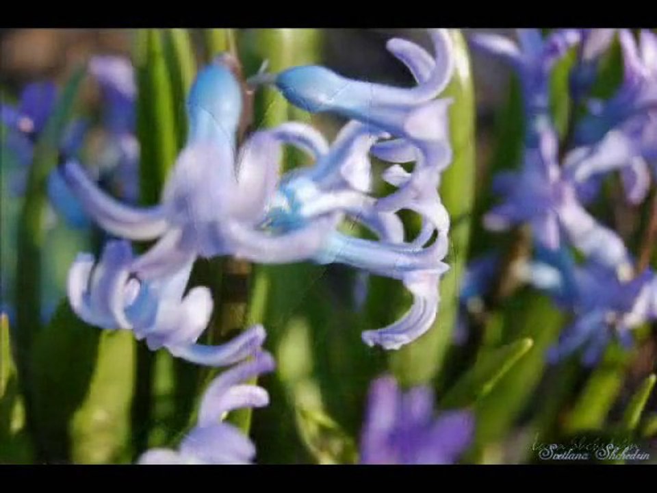 Spring means Hope - LuckyOptimist.com