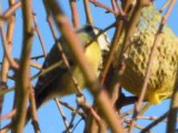 C'est moi, la mésange bleue !