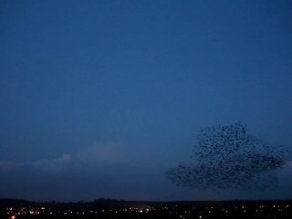 100,000 starlings fill the skies