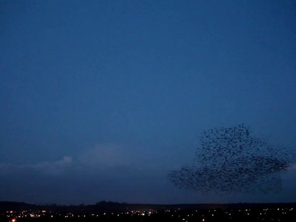 100,000 starlings fill the skies