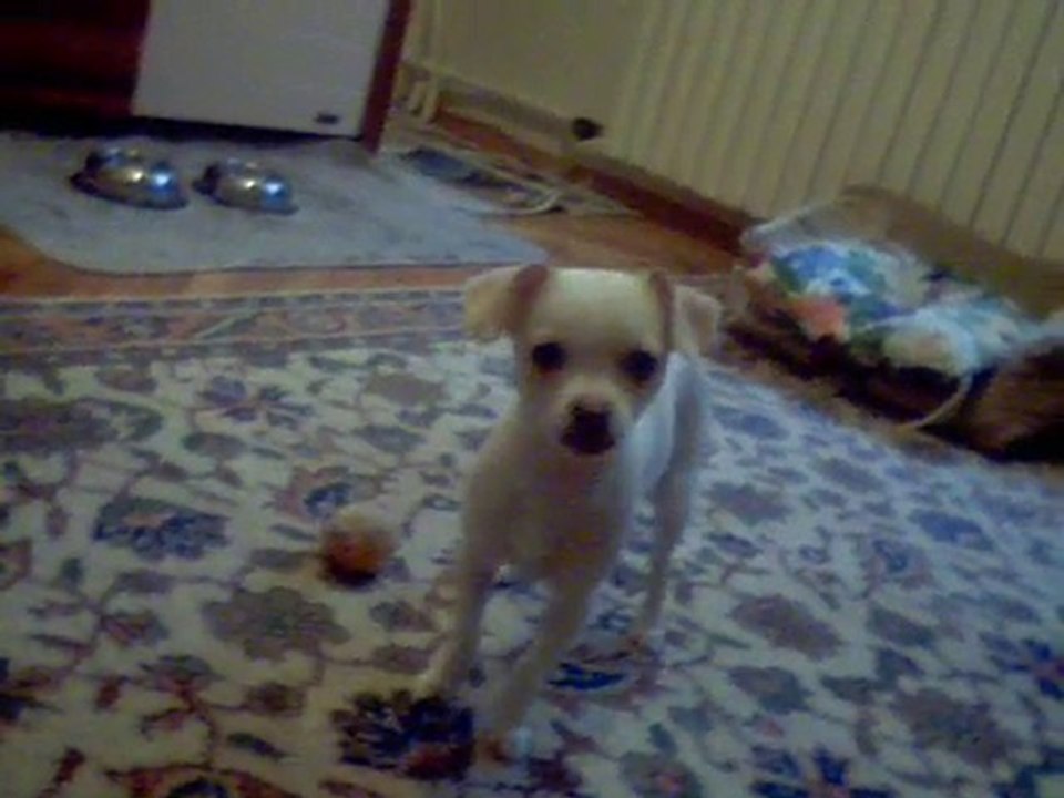 Mia (We no speak Americano)