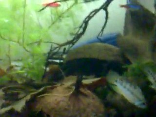 Apistogramma baenschi