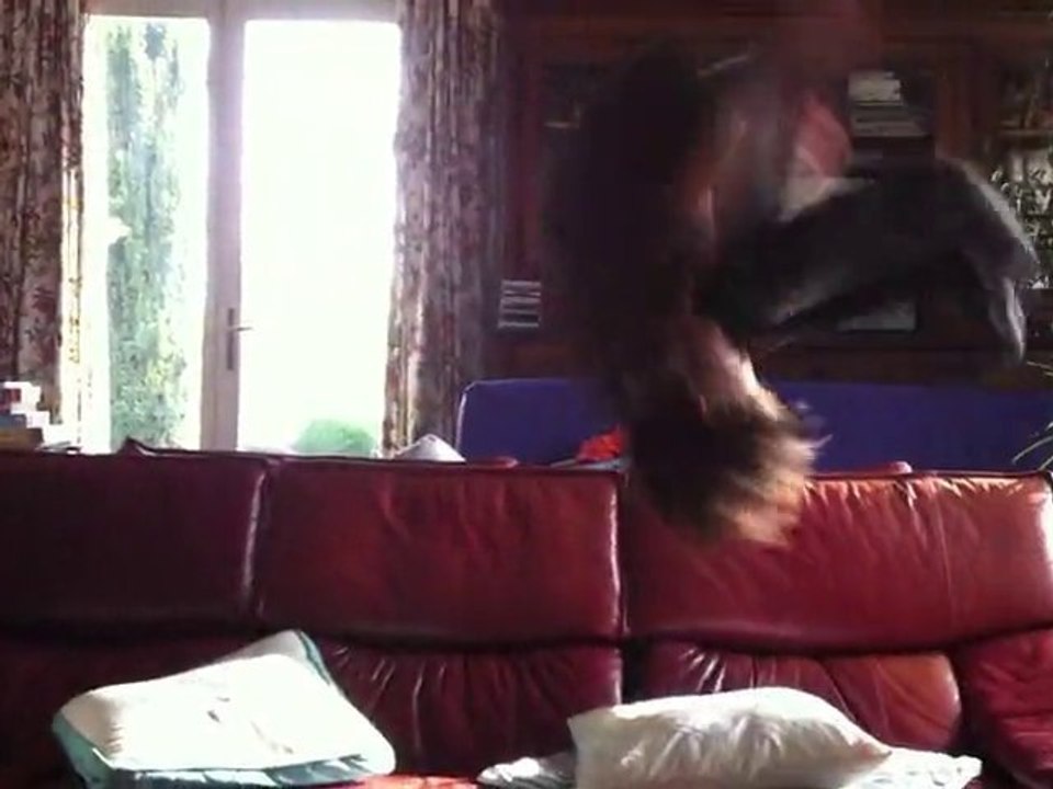 Salto mania