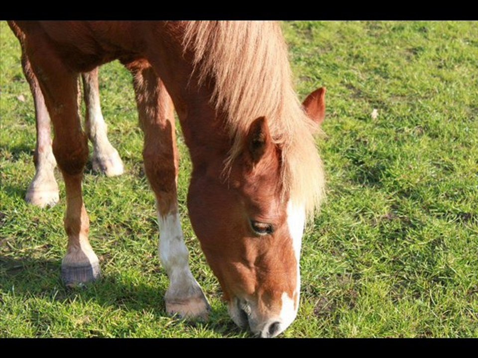 Flicka