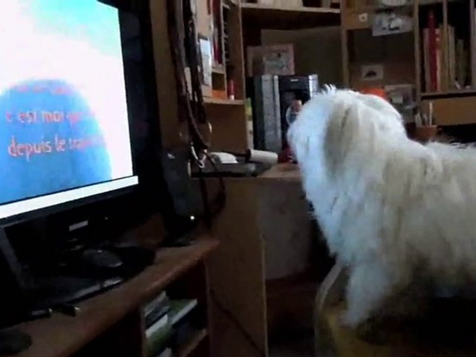 mon chien en délire