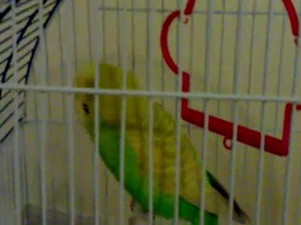 Konuşan Muhabbet Kuşu Boncuk