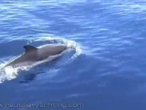 Yacht Charters in Greece \ Dolphins