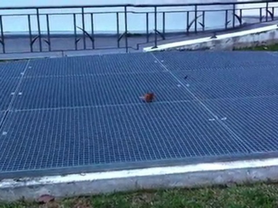 La danse de la feuille