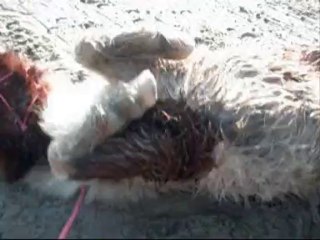 29 janvier 2011 avec ma Loutre